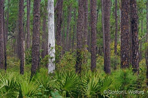 Ghost Tree_55627.jpg - Photographed in the Audubon Bird Sanctuary on Dauphin Island, Alabama, USA.